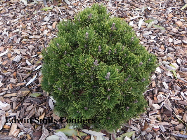 Pinus mugo 'Picobello'